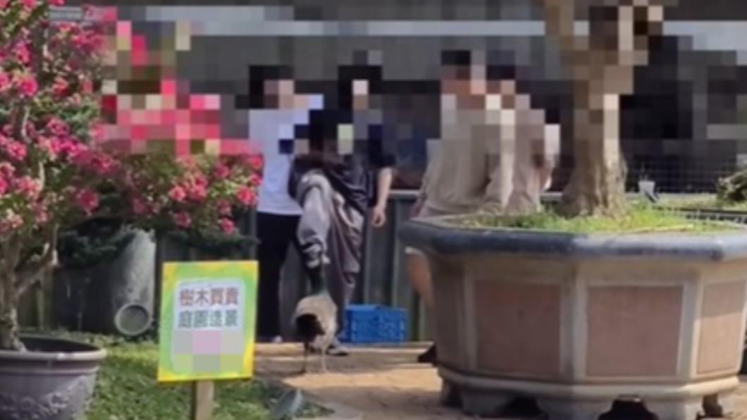 一群年輕男子看見孔雀靠近,出腳圍攻戲謔。(圖/翻攝自爆料公社)