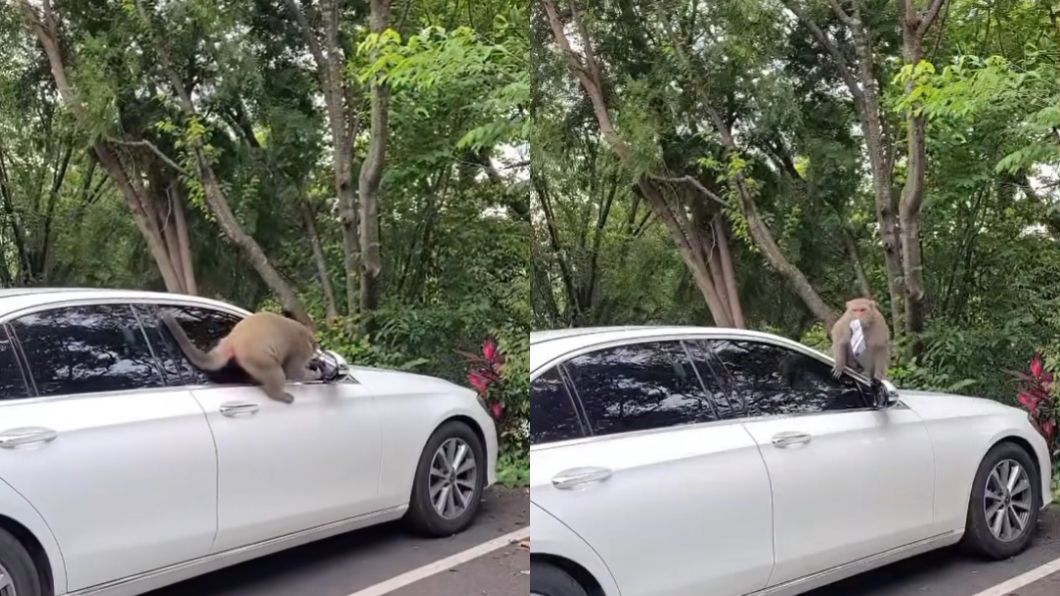 猴子拆後照鏡的功夫相當熟練。（圖／翻攝自爆怨公社臉書）