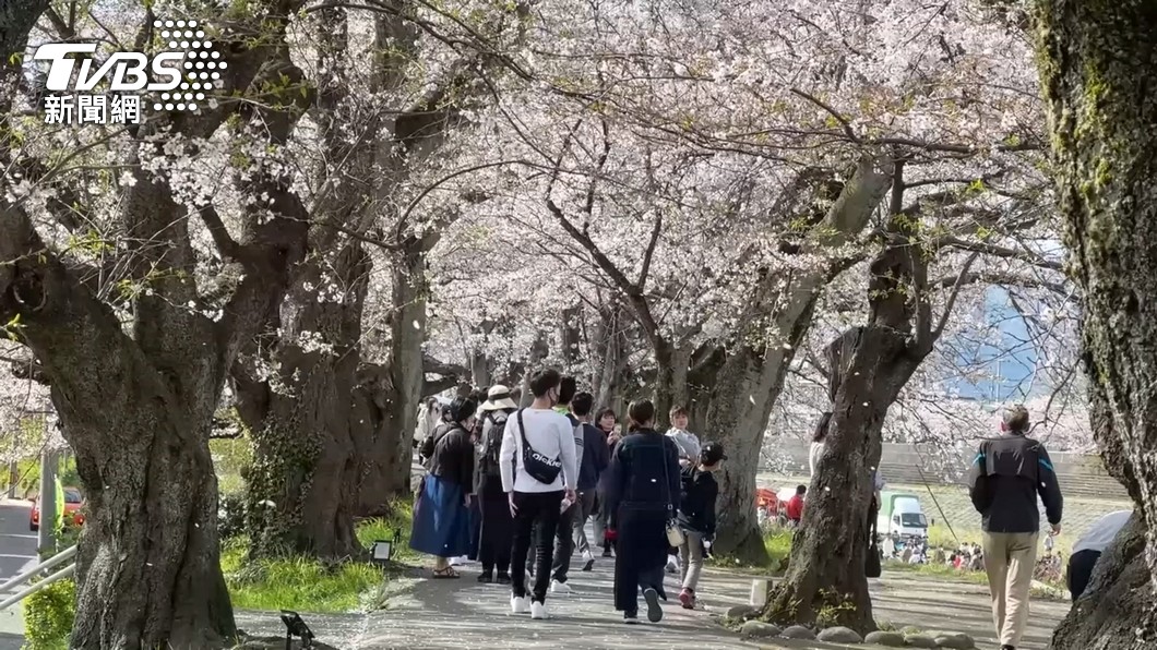 摘櫻花會觸法!日本旅遊必知8大規矩 沒帶1物恐丟2萬
