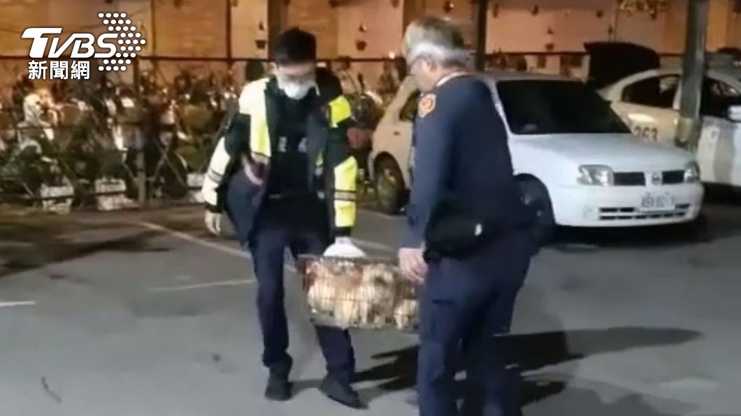 想落跑?12隻雞送市場途中掉路上 被警拎回短暫逃死劫