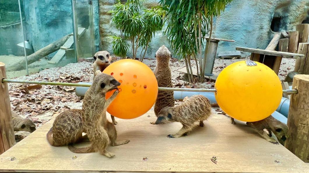 壽山動物園這次連假創下入園人數新高。(圖/翻攝自壽山動物園臉書)