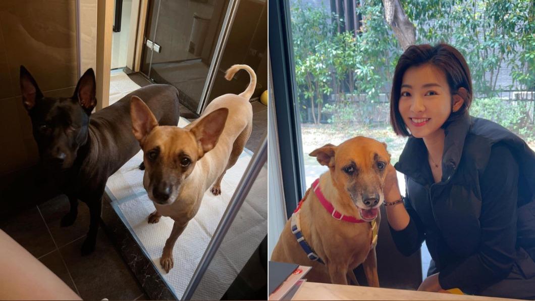 米可白常常被兩隻愛犬看上廁所,讓她不禁開玩笑表示自己有嚴重便秘。(圖/翻攝自米可白IG)