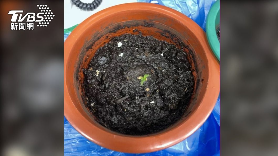 吸毒神智不清?男報警稱「想吃牢飯」 警上門查獲大麻