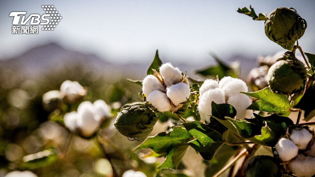 美國嚴加抵制新疆棉 越南紡織業原料恐斷鏈