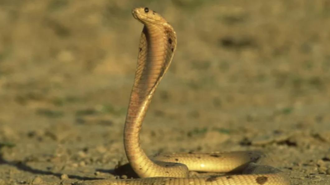 該蛇應是非洲最致命大型毒蛇之一的「黃金眼鏡蛇」(Cape cobra),毒液可以殺死9人。(圖/翻攝自《BBC》)