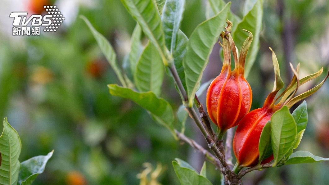 劉男喝了10多年的梔子茶後，腸胃竟差點整面壞死。（示意圖／shutterstock達志影像）