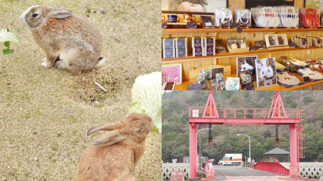 旅遊新打卡點!日本廣島「超Q兔子島」 近距離餵食超萌兔兔