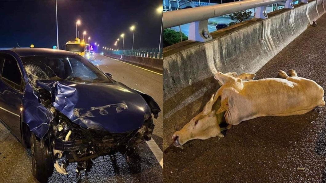 牛隻出沒!牛誤闖國道遭2車連撞慘死、1人受傷 警追飼主開罰