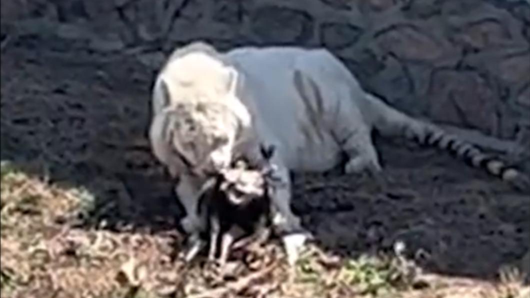 真「野生」動物園!白虎爽嗑活孔雀 遊客嚇壞園方道歉