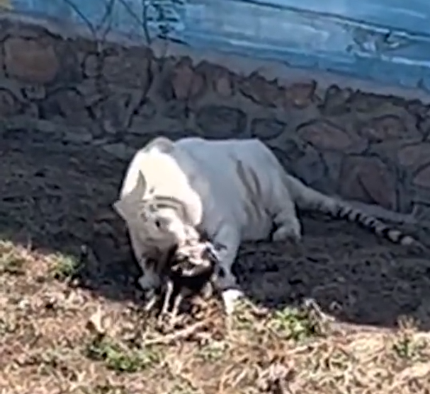 民眾看到這樣的畫面相當震撼，直呼是真的野生動物園。（圖／翻攝自微博）