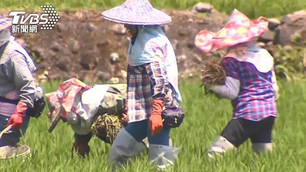 台灣變澳洲?解決農業缺工 勞動部長:試辦來台打工度假