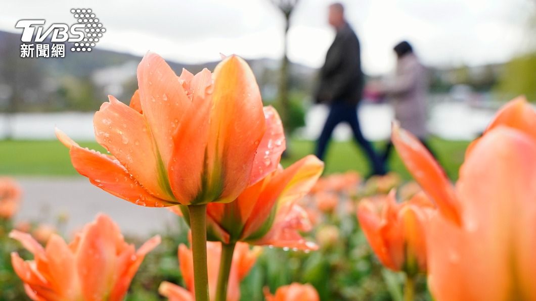 土耳其紅黃粉花海席捲伊斯坦堡。(圖/達志影像美聯社)