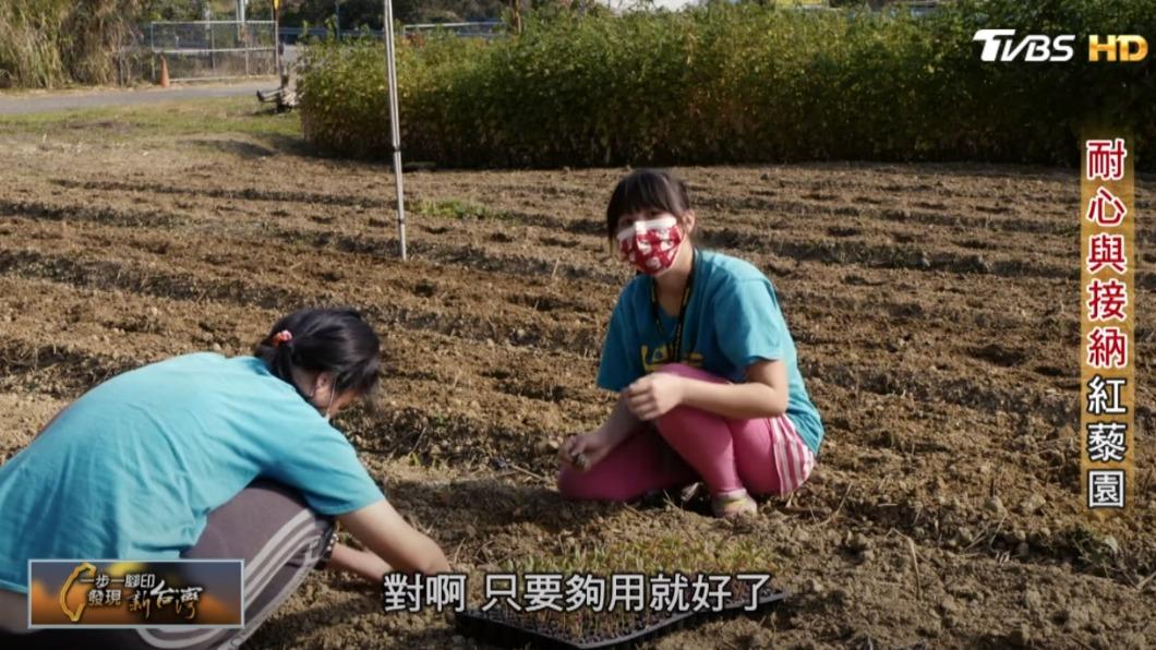 紅藜庇護農場