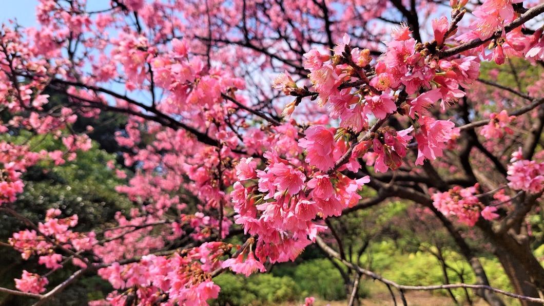 陽明山每逢花季,就吸引大批遊客上山賞花。(圖/翻攝自陽明山國家公園)