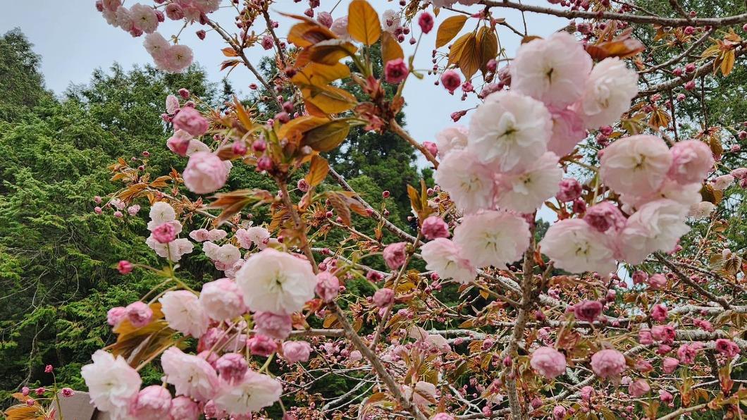 阿里山有著名的「櫻王」,還有多樣品種。(圖/翻攝自阿里山國家公園)