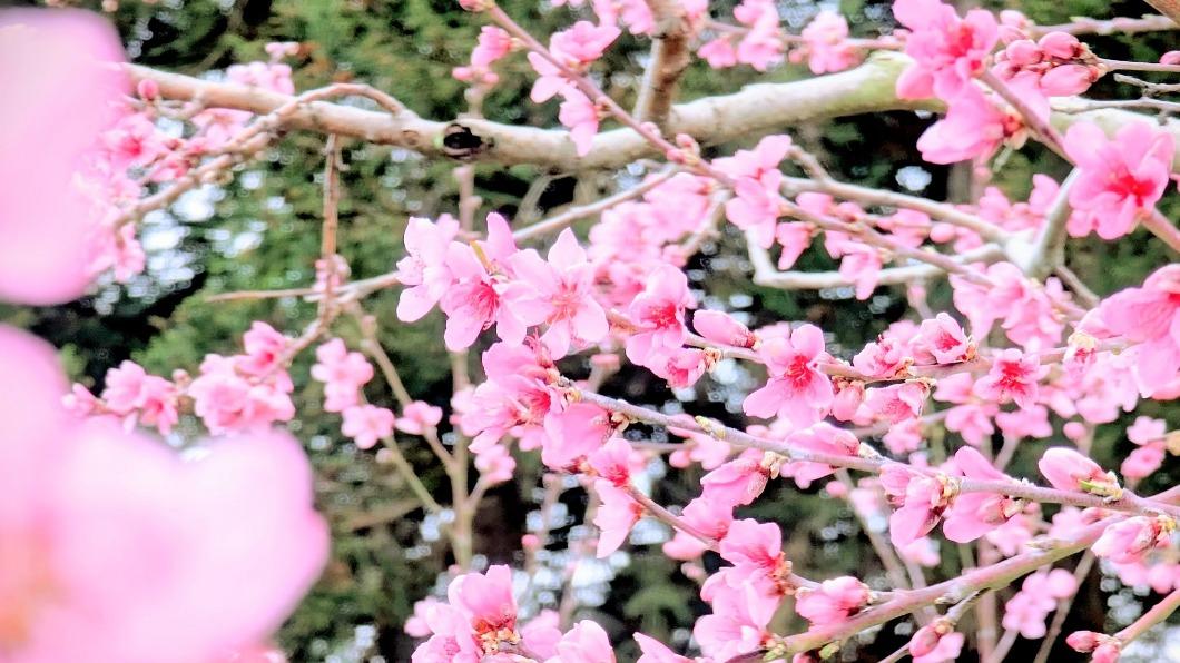 福壽山農場的櫻花讓人有種在日本的錯覺。(圖/翻攝自福壽山農場臉書)