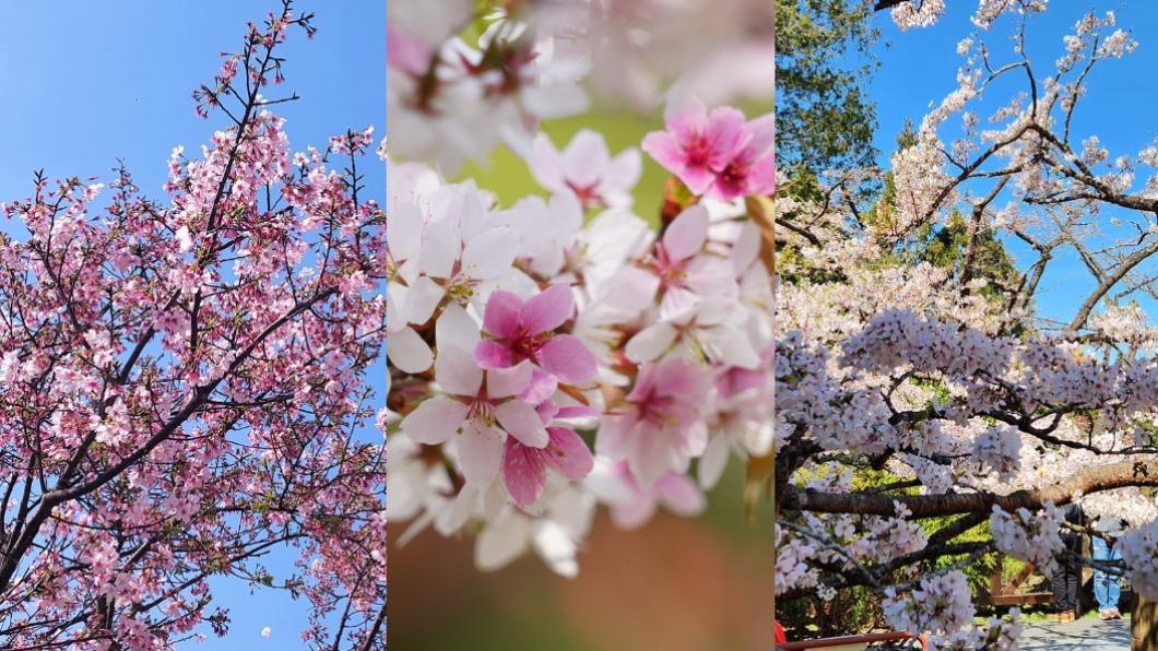 看好看滿！櫻花季衝「6景點」賞花　浪漫櫻雪如置身日本