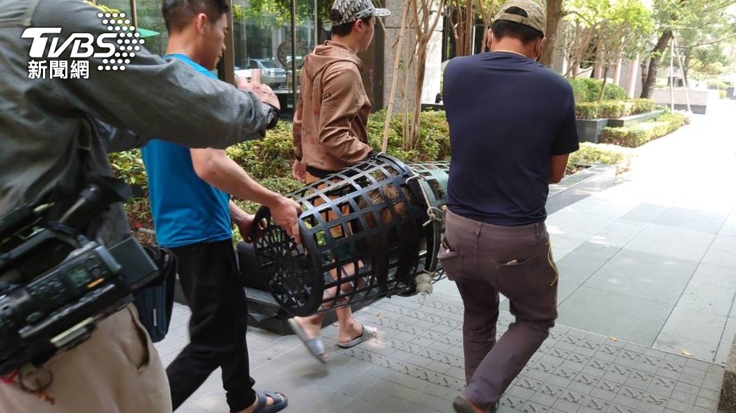 這次不是狒狒!台中市區驚見山豬逛大街 圍捕裝籠抓到了