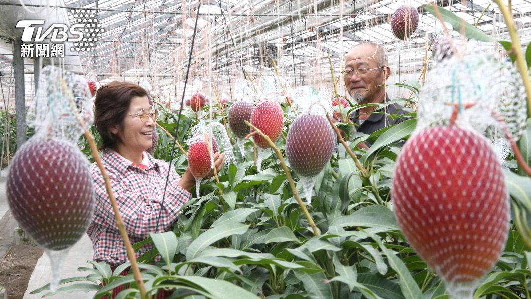 芒果是宮崎縣的特產之一,當地許多民眾會到果園採果遊玩。(圖/達志影像美聯社)