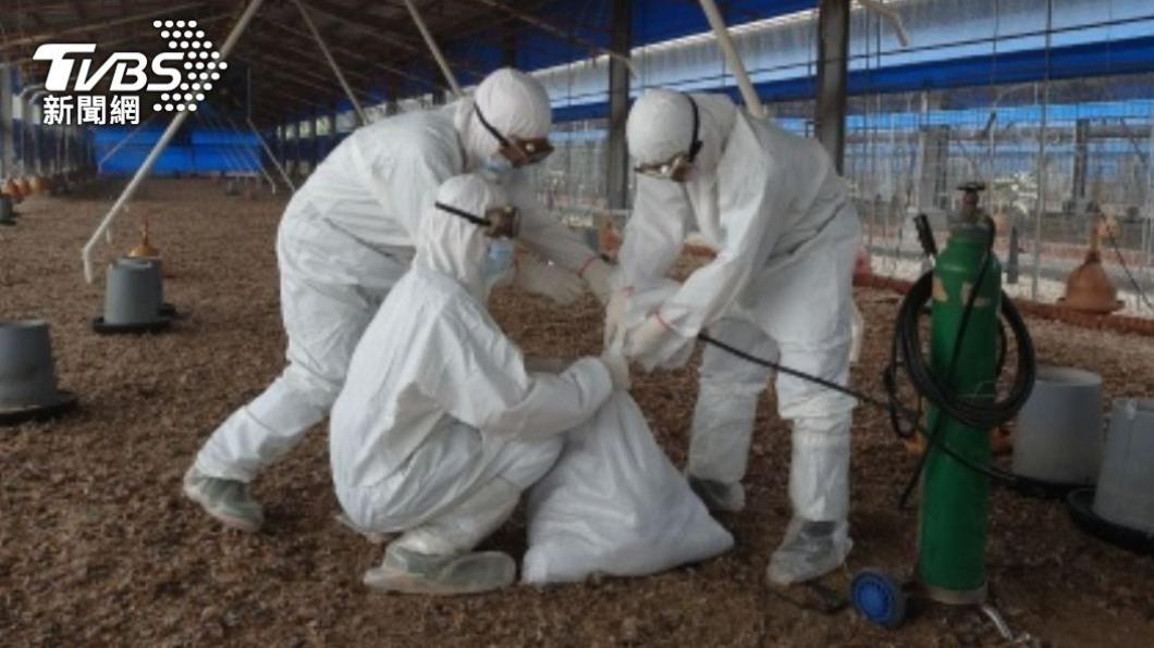 慘!氣溫回暖禽流感仍肆虐 雲林雞場再撲殺「6186隻黑羽土雞」
