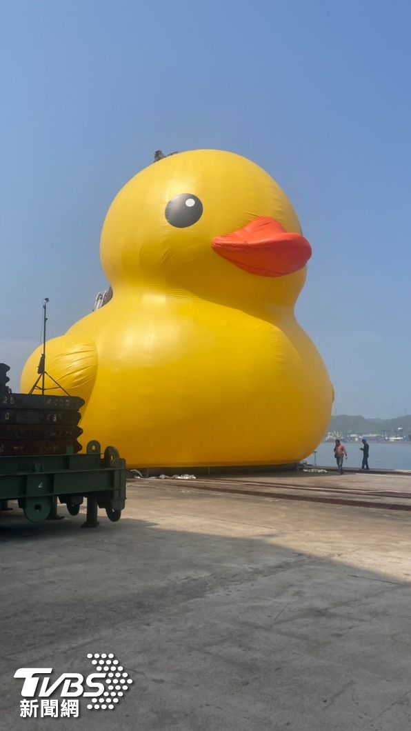 黃色小鴨萌樣曝光。(圖/民眾陳信助提供)