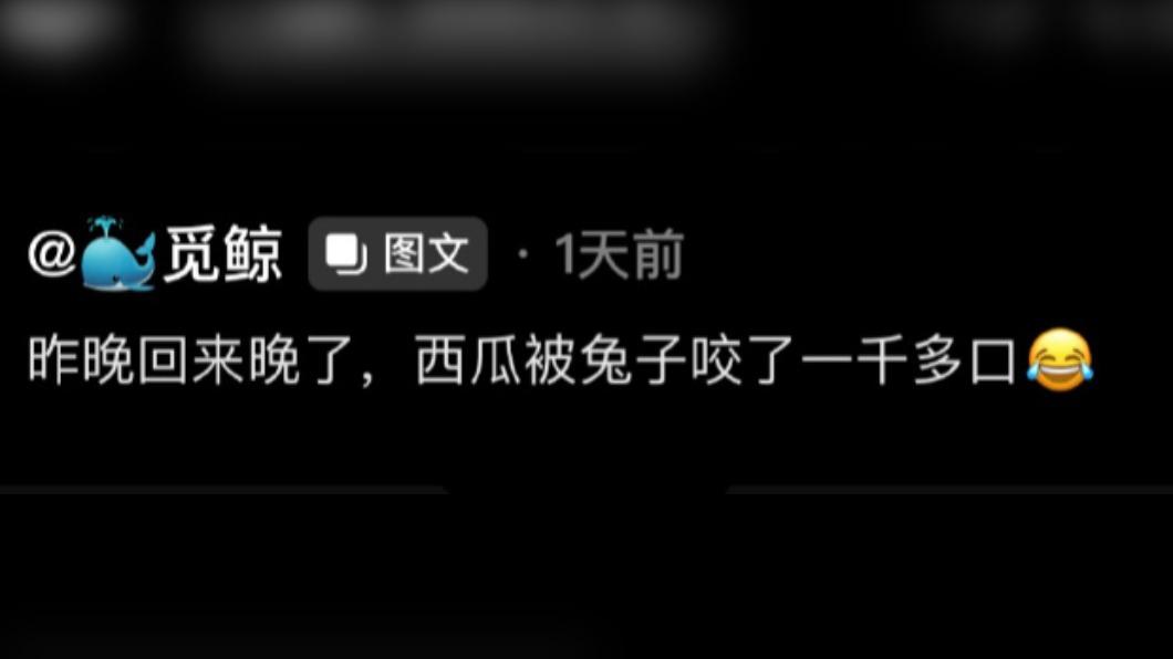 網友無奈發文記錄寵物兔的惡行。(圖/翻攝自「阿呆與瓜」微博)