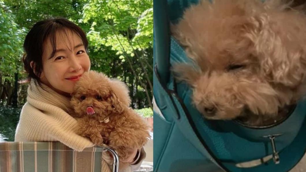 真貴婦!崔智友寵愛犬不手軟 「50萬元愛馬仕包」給牠當狗窩