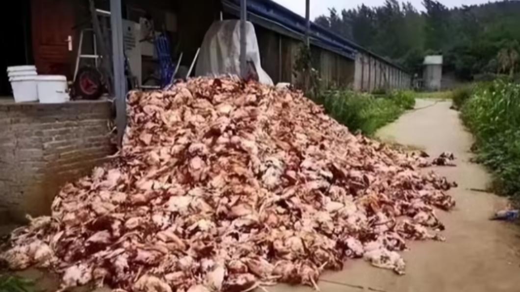 中國大陸湖南省衡陽縣鍾姓男子的養雞場外「雞屍如山」。（圖／翻攝自《騰訊網》）
