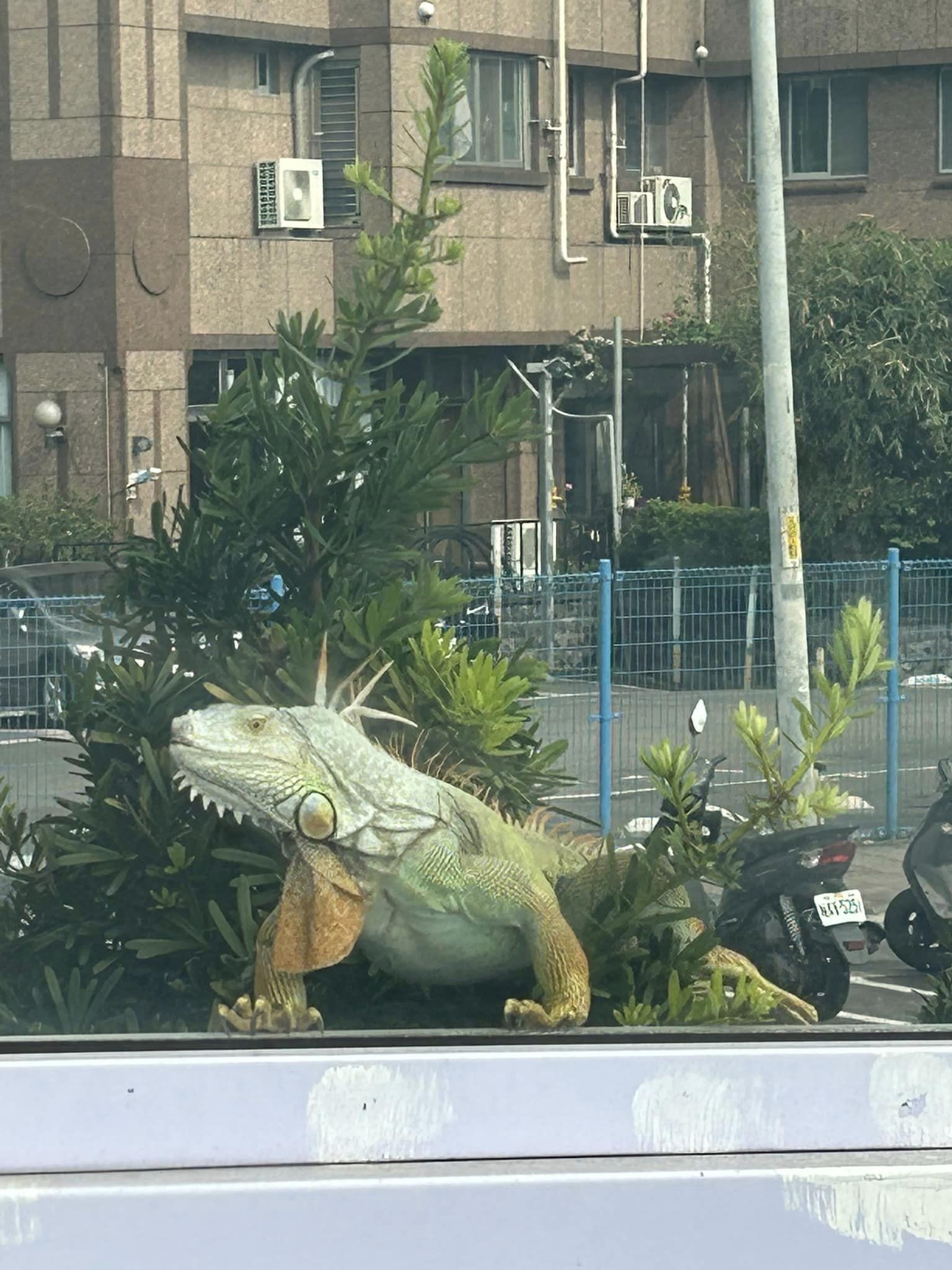 照片中的綠鬣蜥比機車還要高。(圖/翻攝自我是永和人臉書)
