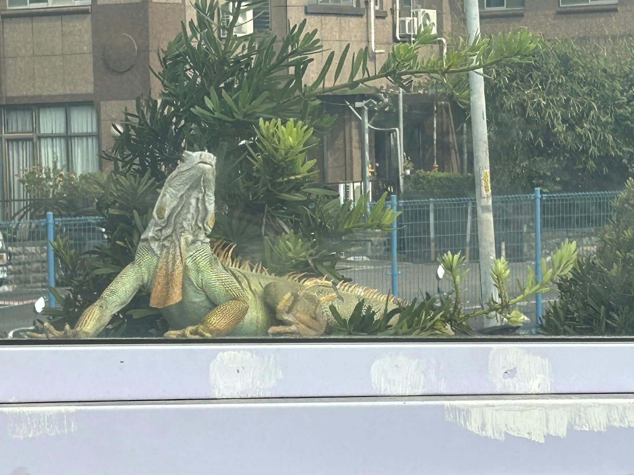 綠鬣蜥曬太陽相當愜意。(圖/翻攝自我是永和人臉書)