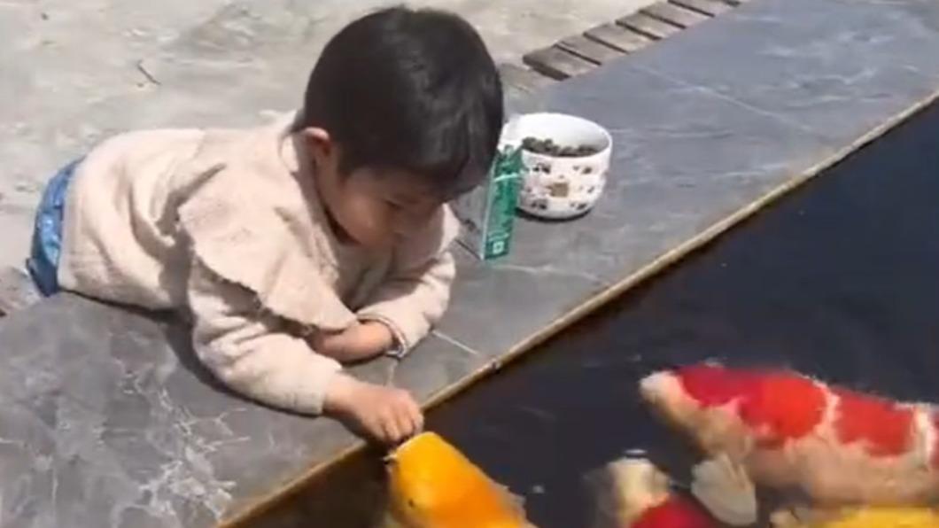 孩子趴在池邊認真餵食錦鯉。(圖/翻攝自微博)