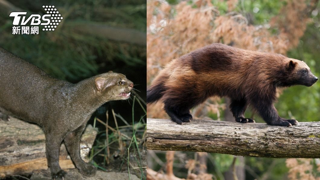 網友猜測是細腰貓或貂熊。(圖/shutterstock 達志影像)