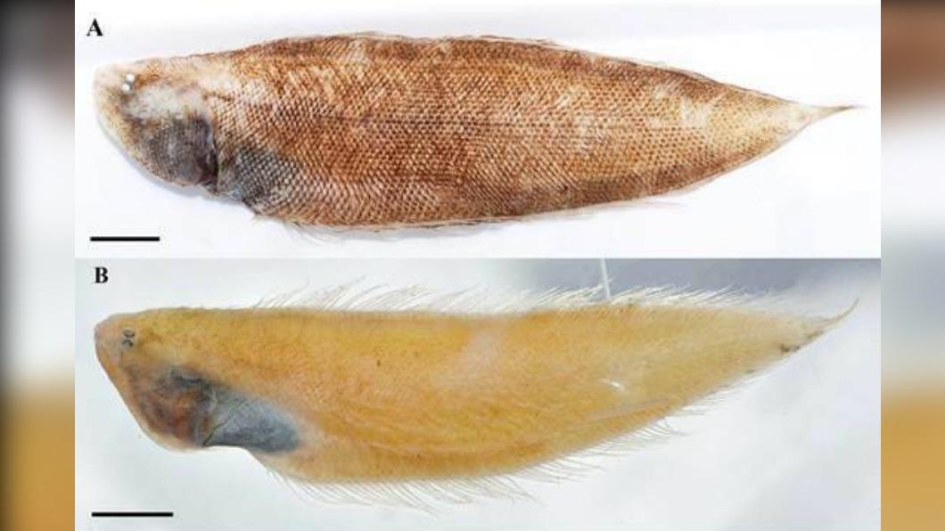 台灣深海魚新物種！小琉球發現　命名「尖吻無線鰨」