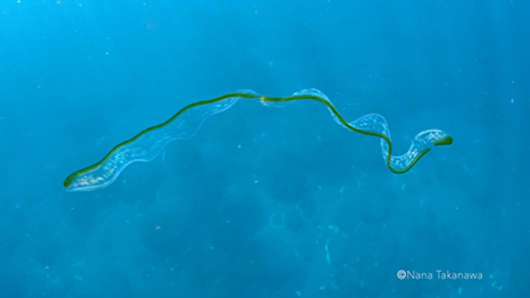 攝影師海中驚見「薄切小黃瓜」漂浮 神秘生物身分曝光
