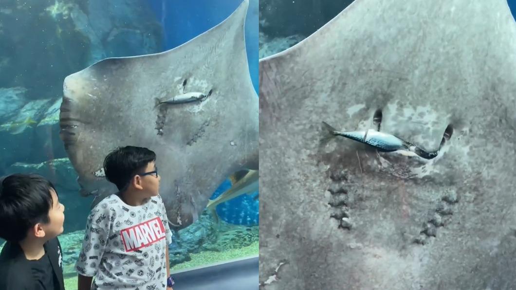 水族館上演生鮮吃播!小朋友跟魟魚合照 網傻眼:牠在吃同事