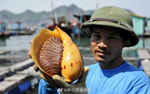 椰子螺的螺肉可食用,曾用來加工成罐頭。(圖/翻攝自微博薩爾茨堡的魚)
