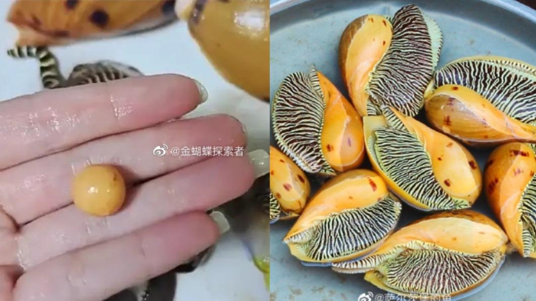吃螺挖到異物!她380元買到「稀世龍珠」 珠寶商捧44萬求賣