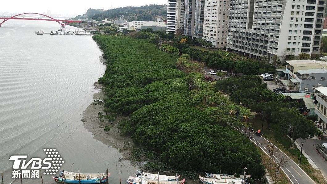 4月6日前,實況拍攝過茂之情況,皆伐實為保育必要手段。圖/高灘處提供