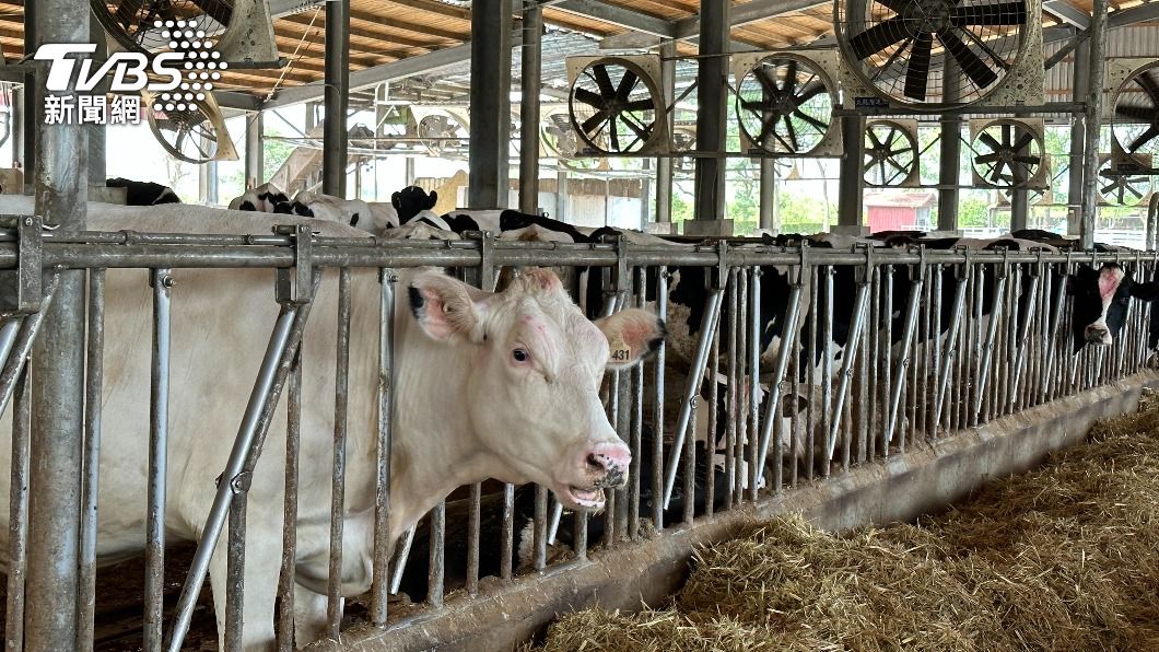 吉蒸牧場是全台第一家通過「動物福利標章」牧場。(圖/許稚佳攝)