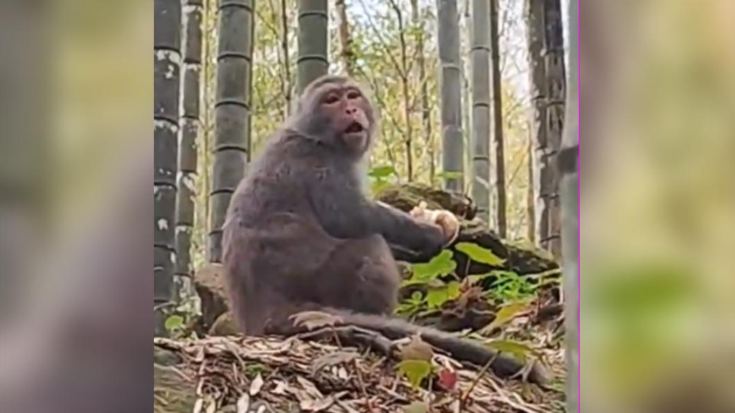 獼猴在竹林間大快朵頤。(圖/TVBS)