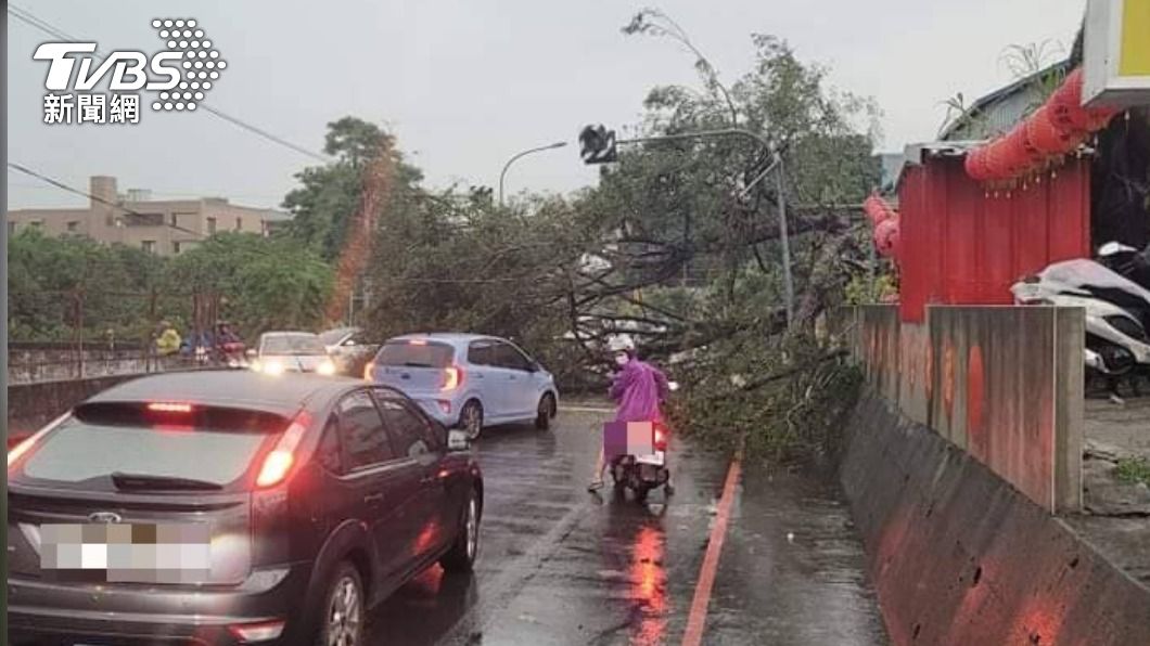 春雨猛灌!台中大里大樹倒塌擋路中 緊急搶修已恢復通行