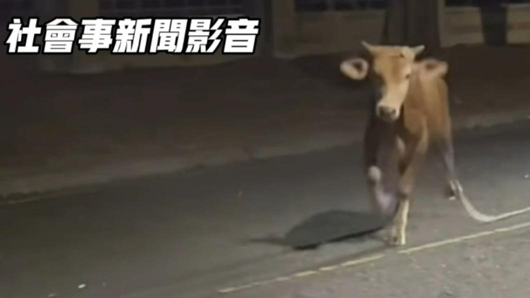 高雄狂牛撞傷主人!躲草叢鬧脾氣 動保人員2箭擺平