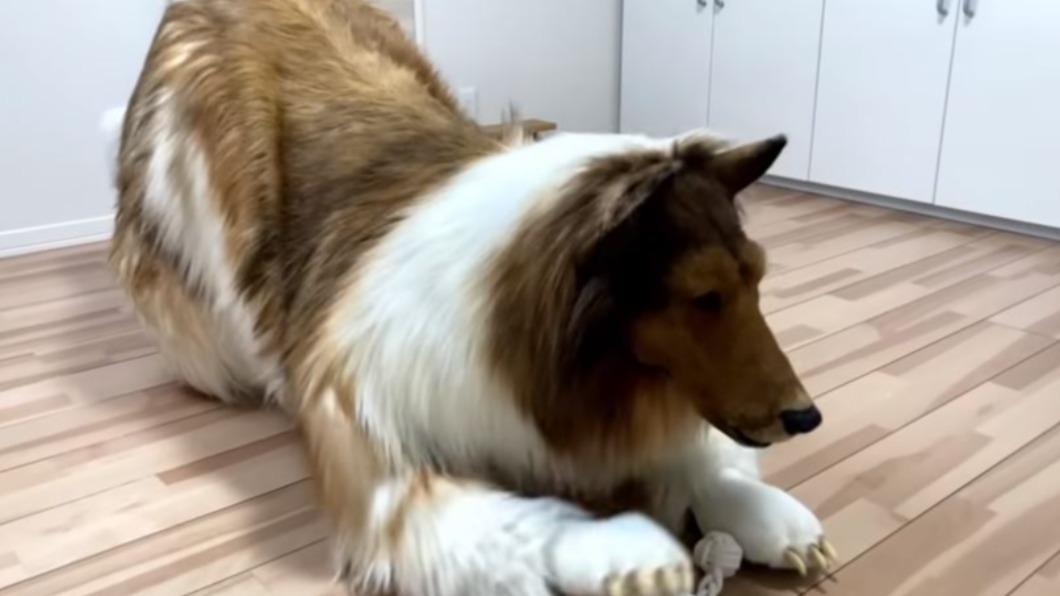 砸2百萬「化身牧羊犬」！他圓夢當狗1年　驚人現況曝光