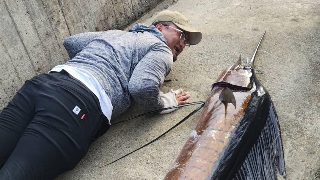 富岡漁港驚見「2.4米超巨旗魚」!搏鬥20分鐘才上岸
