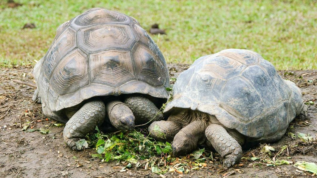 4/22地球日 北市動物園辦「綠色園遊會」集章換好禮