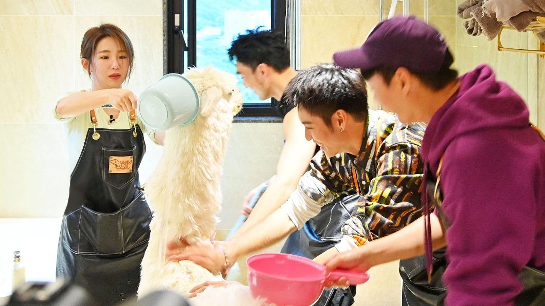 4人一起挑戰幫體型巨大的羊駝洗澡。(圖/台視提供)