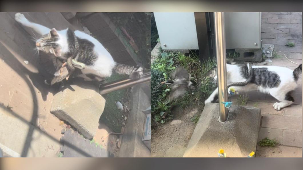 網友指出,鳥最後成功逃脫,蛇疑似也被野貓甩掉。(圖/翻攝自推特@kothu03)