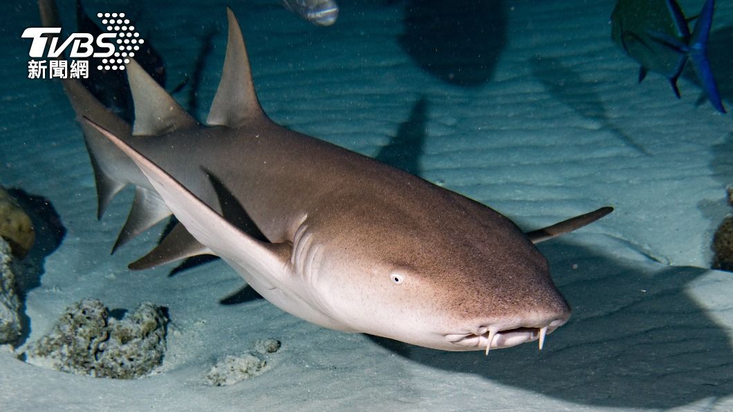 「護士鯊(Nurse Shark)」被稱作「世界上最溫柔的鯊魚」,雖然性情溫馴,但仍偶有護士鯊咬傷人類的事件發生。(示意圖/shutterstock達志影像)