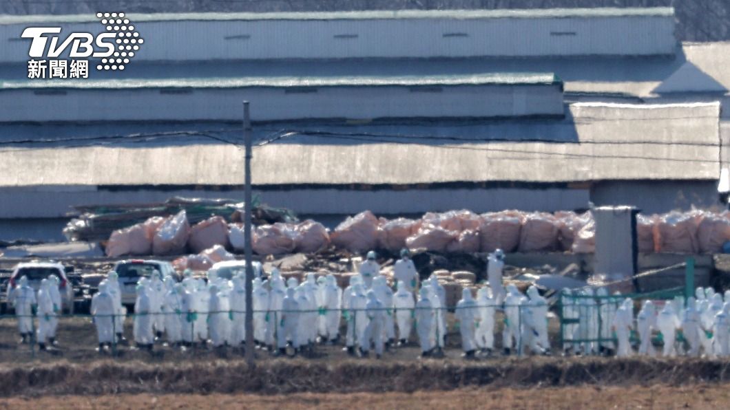去年冬天禽流感爆發以來，日本本季已經撲殺了超過1500萬隻雞，蛋荒問題嚴峻。（圖／達志影像美聯社）