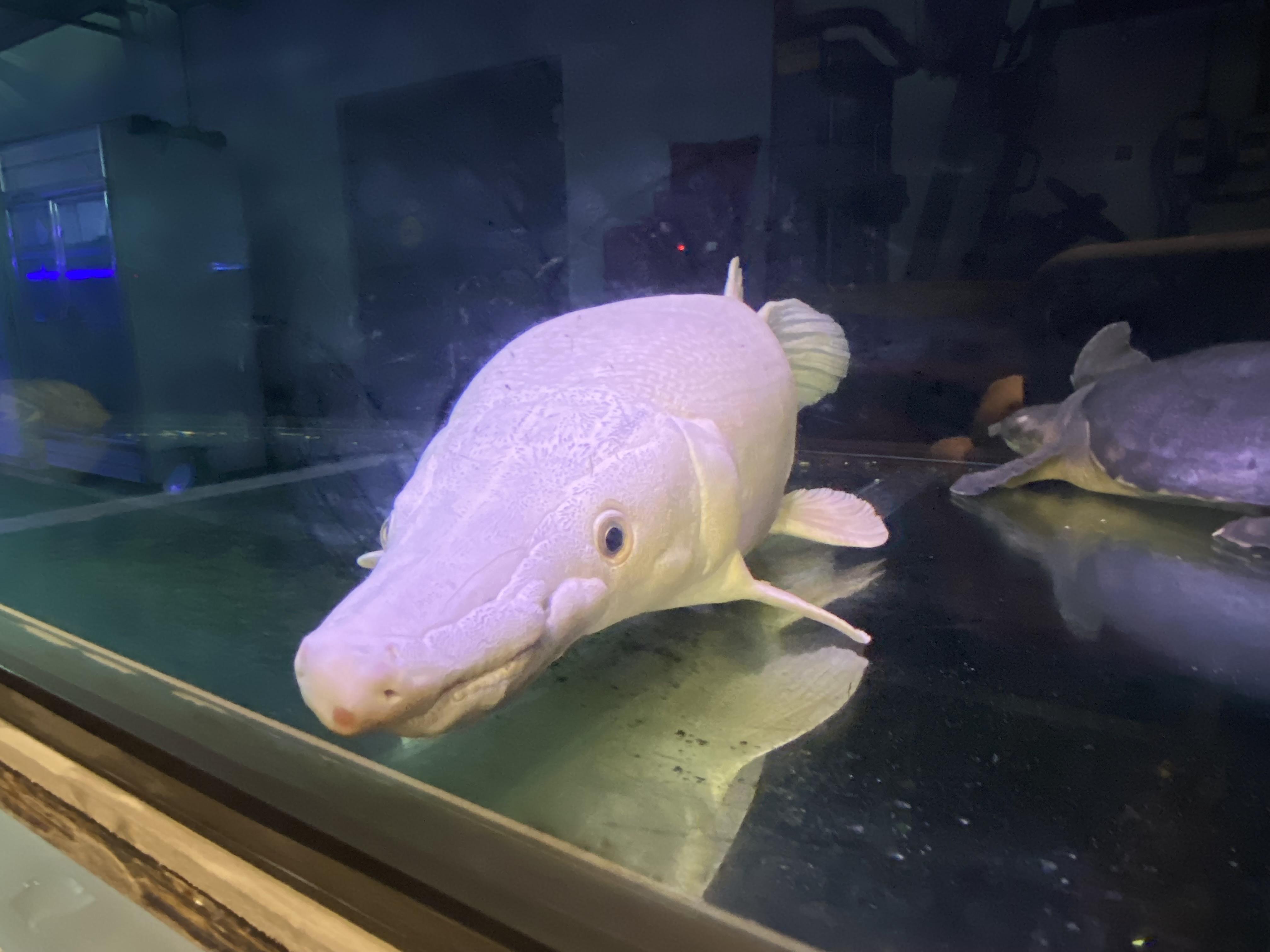 錘骨雀鱔俗稱「幽靈火箭」、「鱷魚火箭」。(圖/海科館提供)